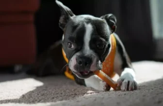 How Can You Find Durable Chew Toys for Heavy Chewers?