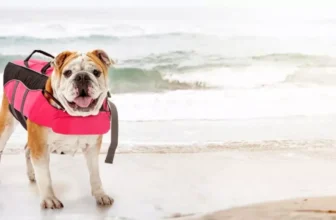 How Do You Select the Right Size Dog Life Jacket?