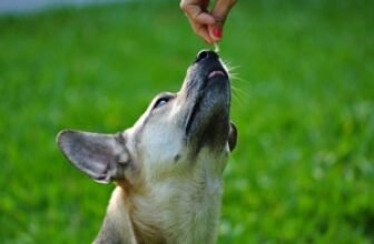 natural sweeteners for dogs