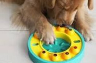 big dog playing with interactive puzzle toy.