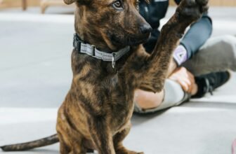 First puppy training tips for new dog owners teaching basic obedience