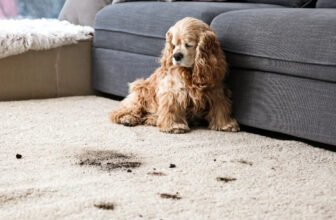 Dog with muddy paws on cream colored carpet.