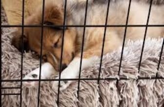 calm puppy resting in crate at bedtime routine