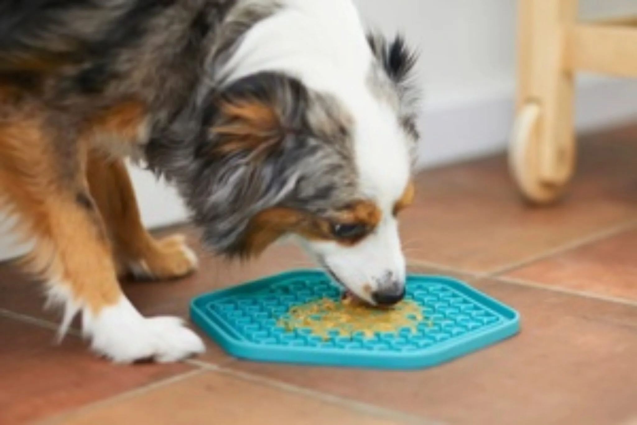 Australian Shepherd enjoying peanut butter from a blue dog lick mat on the kitchen floor