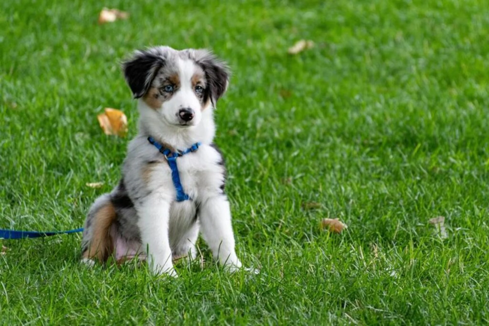 Small dog wearing a comfortable harness sitting outdoors