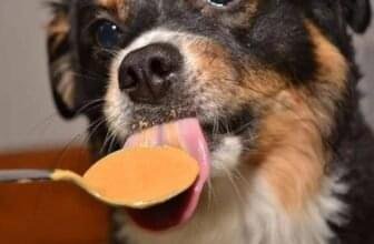 dog licking peanut butter – xylitol-free treat