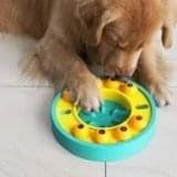 Big Dog Puzzle Toys: Mental Enrichment That Actually Works