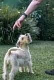 🐾 Ruff Report: Dog Training Treats