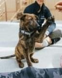 First Puppy Training Tips Every New Dog Owner Needs to Know
