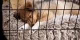 Puppy Witching Hour: Why Puppies Get Crazy at Night (2026)