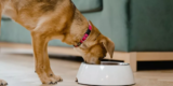 What Are the Benefits of Automatic Pet Feeders for Dogs?