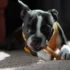 🧴 Is Xylitol Toxic to Dogs? What You Need to Know