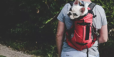 What Are the Best Dog Backpacks for Hiking Trips?