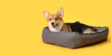 What Are the Advantages of Orthopedic Dog Beds?