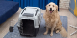 How Do You Find the Perfect Dog Carrier for Air Travel?