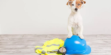 Safety Gear Every Dog Owner Needs
