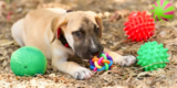 How Can Interactive Toys Benefit Your Dog’s Mental Health?