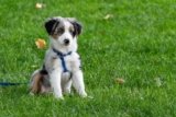 What Should You Look for in a Dog Harness?