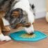 🧴 Is Xylitol Toxic to Dogs? What You Need to Know
