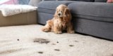 🐾 Dog Rugs for Muddy Paws: Keep Your Floors Clean All Winter